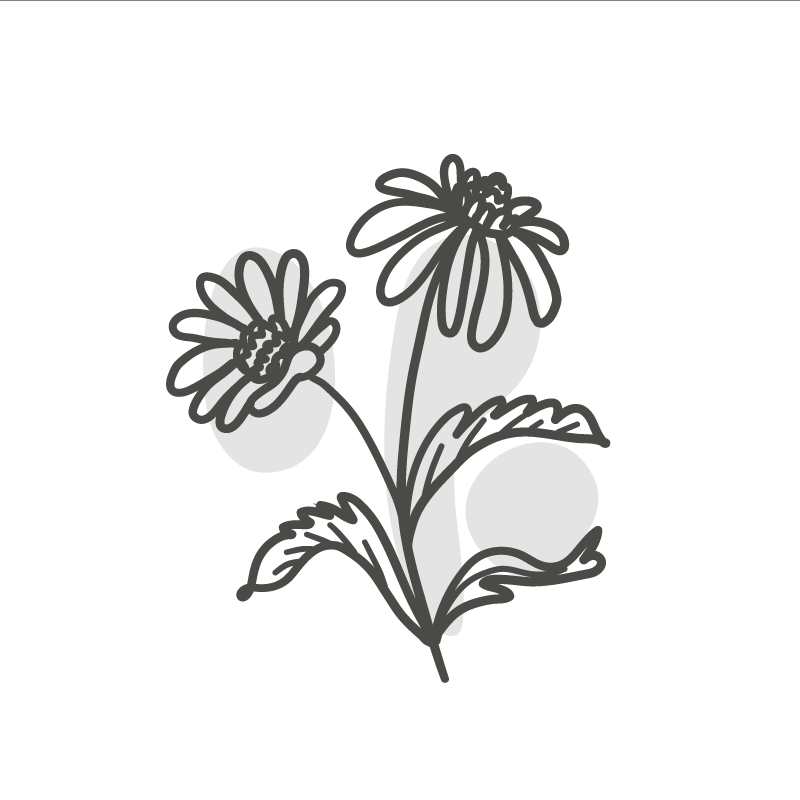 Living room poster of daisy flowers line art - TenStickers