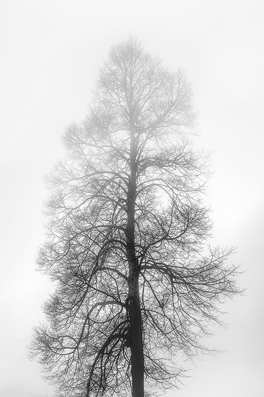 Flowers poster monochrome tree silhouette - TenStickers