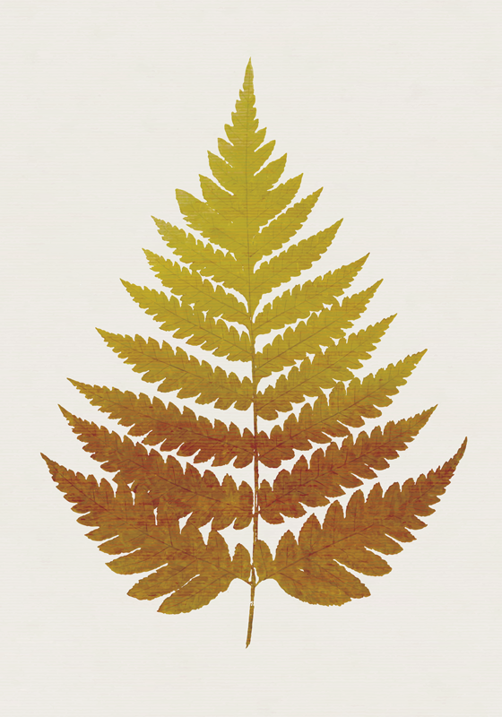 Golden Fern LeafA golden fern leaf is a type of fern that has bri - TenStickers