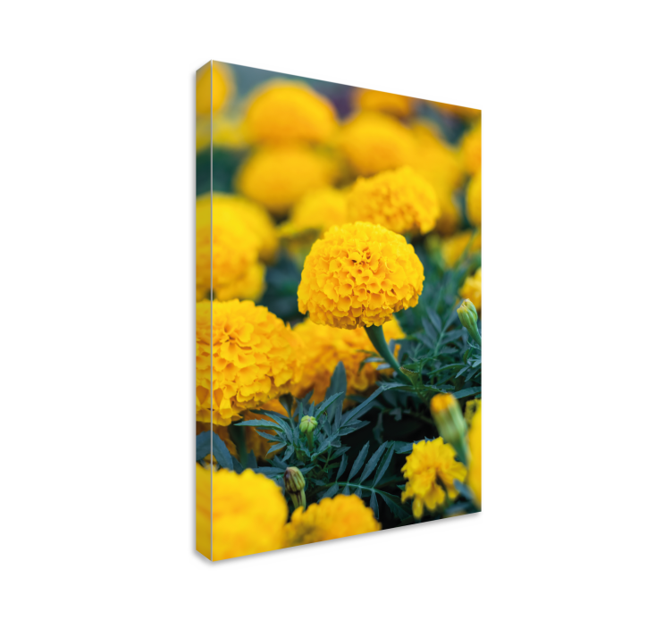 Flower canvas yellow marigold blooms - TenStickers
