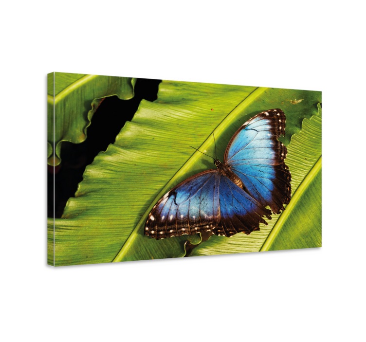 Butterfly canvas butterfly on leaf - TenStickers
