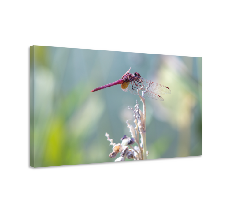 Dragonfly canvas elegant dragonfly resting - TenStickers