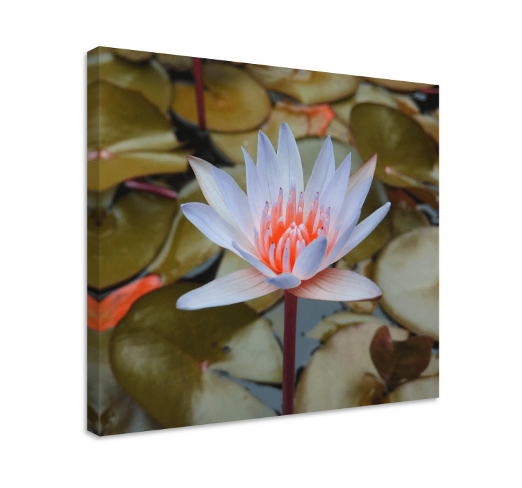 Sea roses and lillies flower canvas - TenStickers