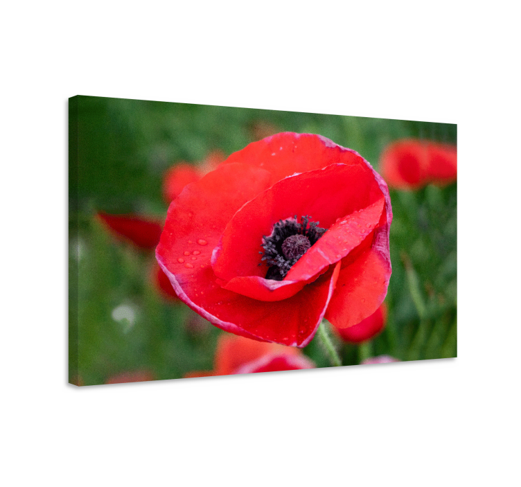 Flower canvas close-up poppy blossom - TenStickers
