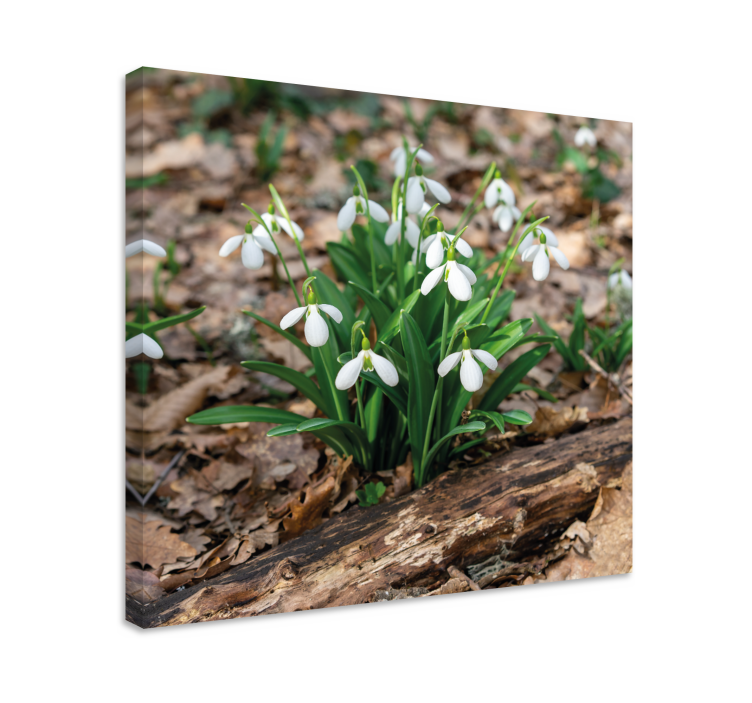 Flowers canvas snowdrop flowers bloom art - TenStickers