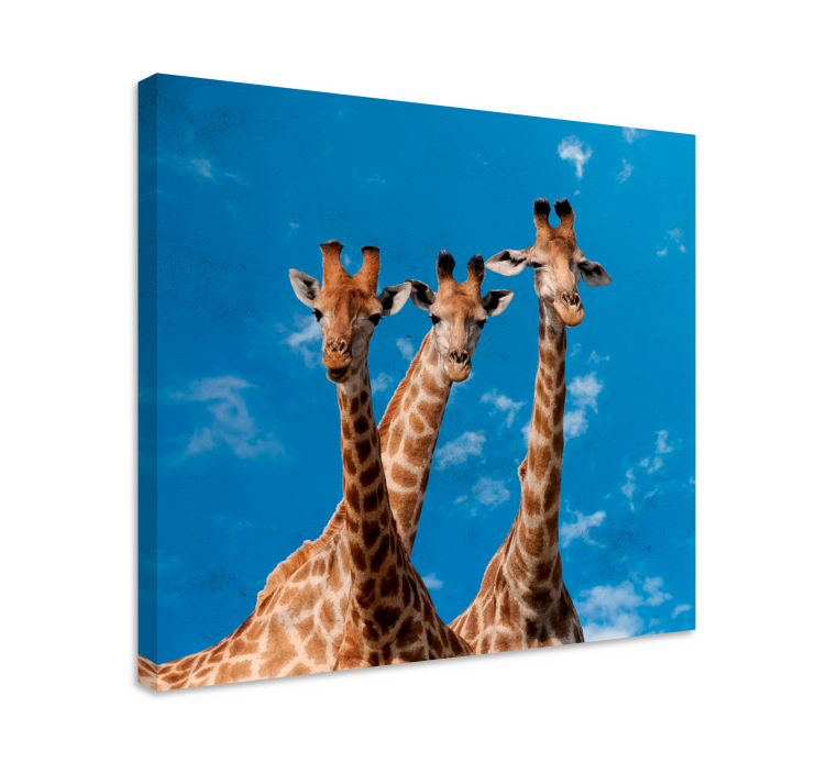 Giraffes Trio Portrait animal canvas wall art - TenStickers