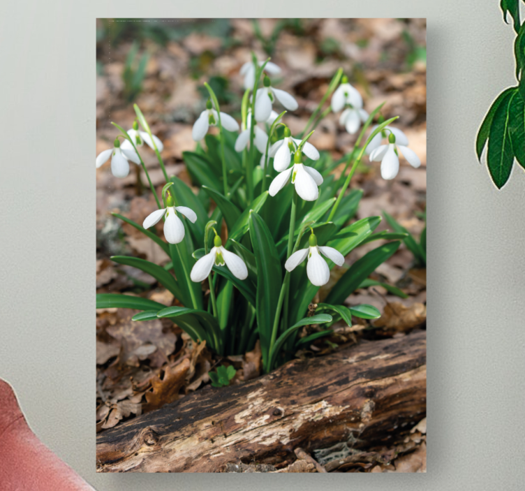Flowers canvas snowdrop flowers bloom art - TenStickers