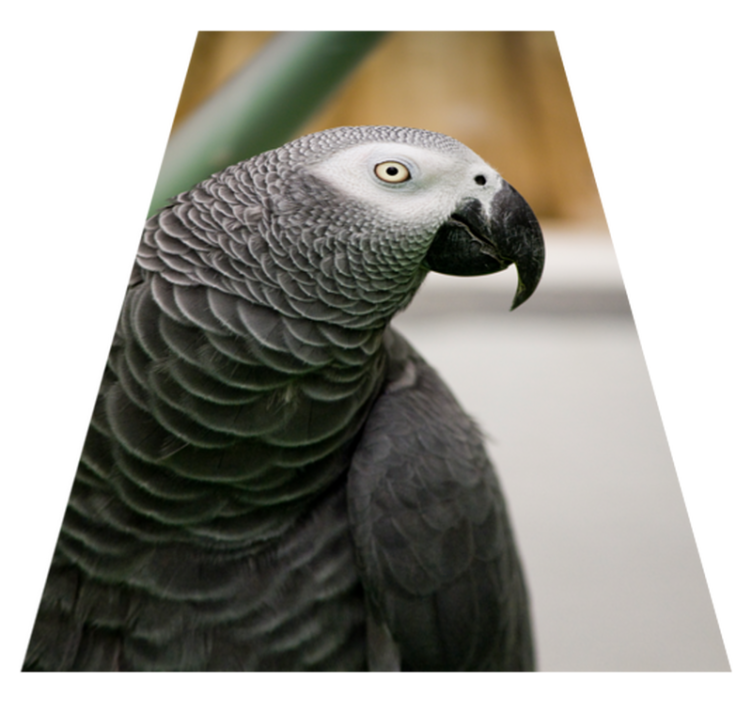 Grey parrot in nature animal rug - TenStickers