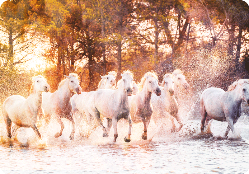 Animal vinyl rug wild horses sunset view - TenStickers