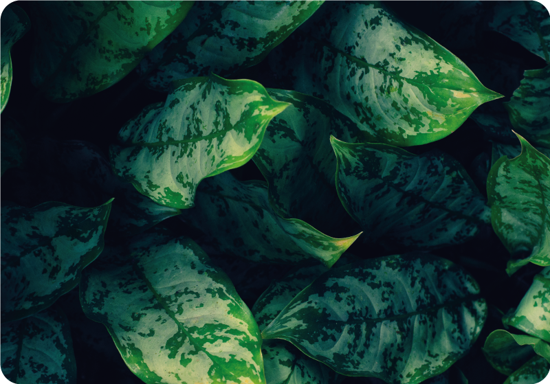 Floral vinyl rug with maranta leaves design - TenStickers