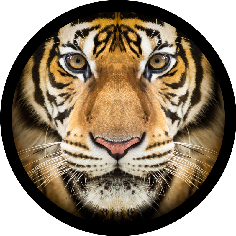 Tiger close-up animal vinyl rug - TenStickers