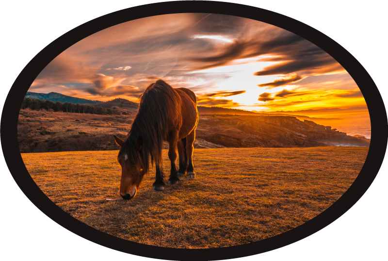 Majestic horse eating animal vinyl rug - TenStickers