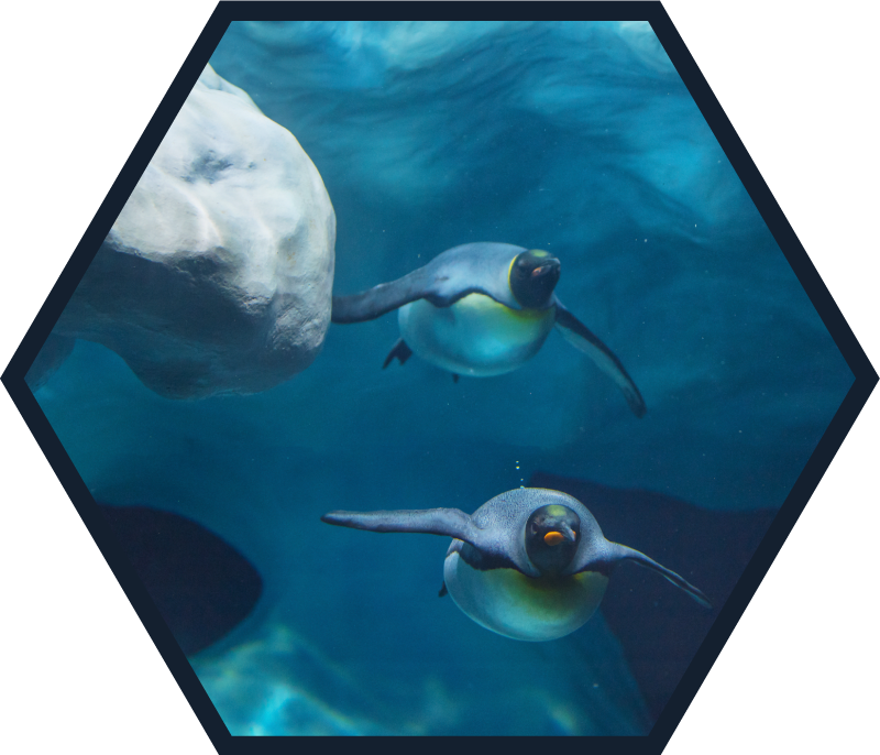 Penguin swimming scene animal vinyl rug - TenStickers
