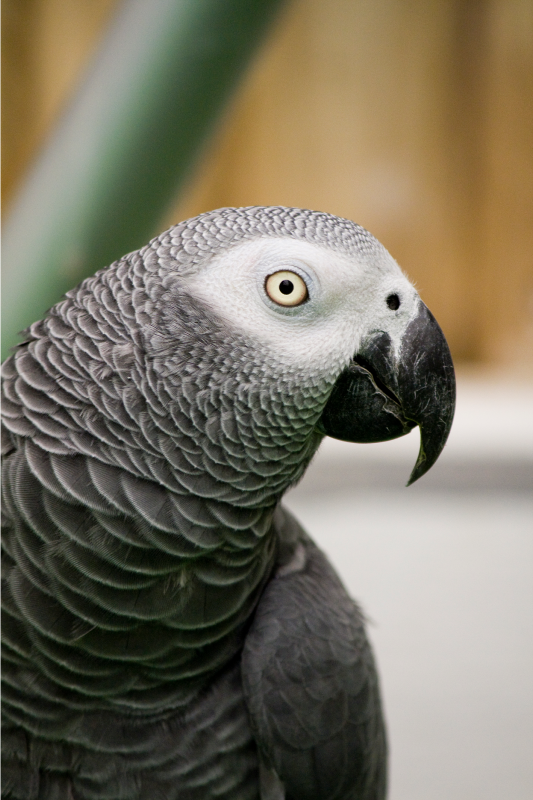 Grey parrot in nature animal rug - TenStickers