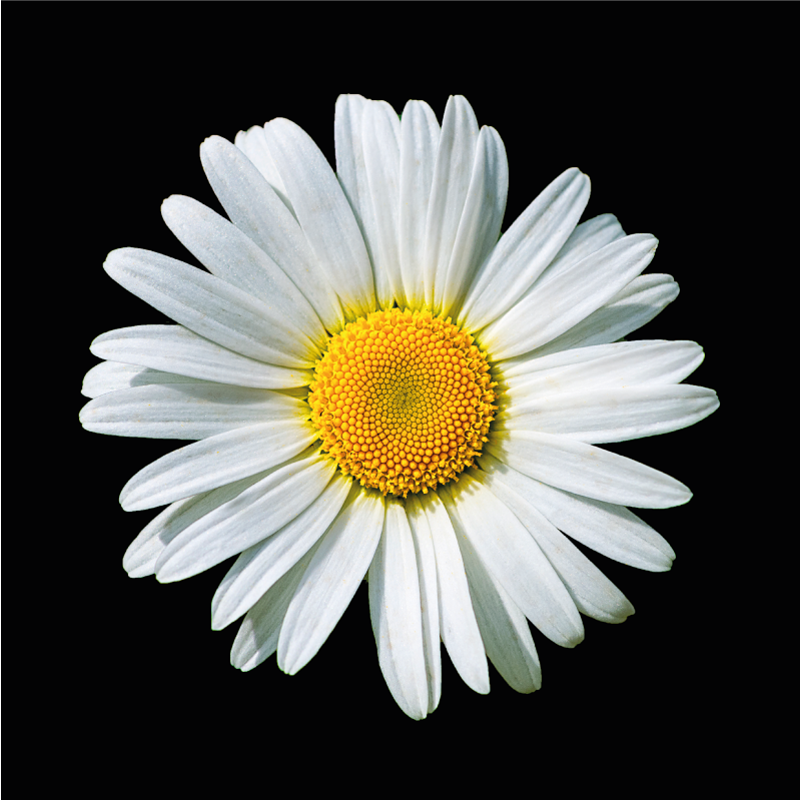 Daisy Blossom floral vinyl rug - TenStickers