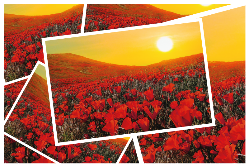Vibrant Flower Fields nature vinyl rug - TenStickers
