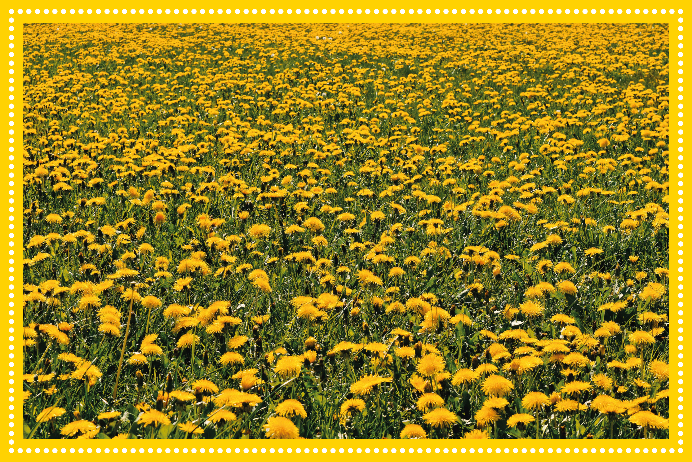 Sunflower field floral vinyl rug - TenStickers