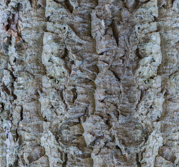 Bark Texture wood effect wallpaper - TenStickers